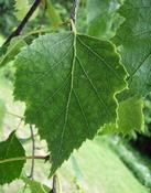 Bříza bělokorá (Betula pendula)