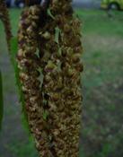 Bříza bělokorá (Betula pendula)