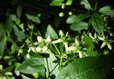 Brslen evropský (Euonymus europaeus)