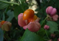 Brslen evropský (Euonymus europaeus)