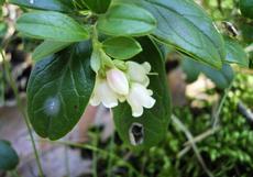 Brusinka obecná (Vaccinium vitis-idaea)