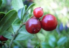 Brusinka obecná (Vaccinium vitis-idaea)