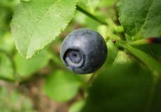 Brusnice borůvka (Vaccinium myrtillus)