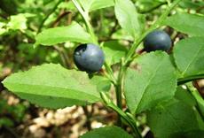 Brusnice borůvka (Vaccinium myrtillus)