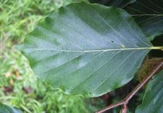 Buk lesní (Fagus sylvatica)