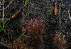 Buk lesní červenolistý (Fagus sylvatica atropurpurea)