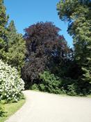 Buk lesní červenolistý (Fagus sylvatica atropurpurea)