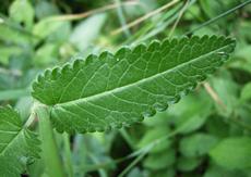 Bukvice lékařská (Betonica officinalis)