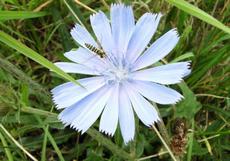 Čekanka obecná (Cichorium intybus)