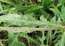 Čekanka obecná (Cichorium intybus)