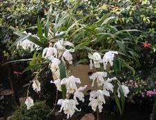 Coelogyne cristata  (Coelogyne cristata)