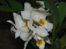 Coelogyne mooreana  (Coelogyne mooreana)