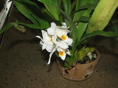 Coelogyne mooreana  (Coelogyne mooreana)