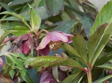 Čemeřice východní (Helleborus orientalis)