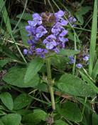 Černohlávek obecný (Prunella vulgaris)