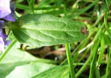 Černohlávek obecný (Prunella vulgaris)