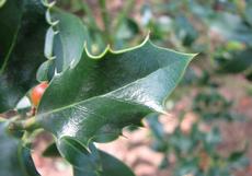 Cesmína ostrolistá (Ilex aquifolium)