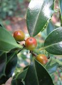 Cesmína ostrolistá (Ilex aquifolium)