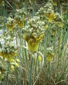 Česnek žlutý (Allium flavum)