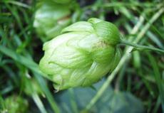 Chmel otáčivý (Humulus lupulus)