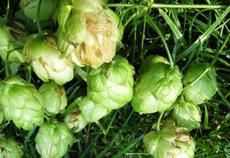 Chmel otáčivý (Humulus lupulus)