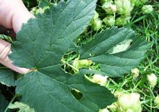 Chmel otáčivý (Humulus lupulus)