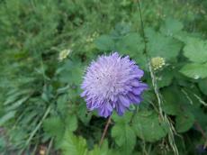 Chrastavec rolní (Knautia arvensis)