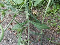 Chrastavec rolní (Knautia arvensis)