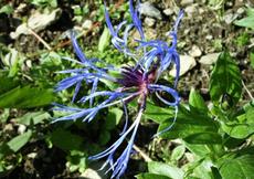 Chrpa horská (Centaurea montana)