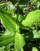 Chrpa horská (Centaurea montana)