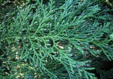 Cypřišek Lawsonův (Chamaecyparis lawsoniana)