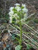 Devětsil bílý (Petasites albus) - Fotografie převzata od rodiny Riegerových=).