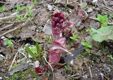 Devětsil lékařský (Petasites hybridus)  - Fotografie převzata od rodiny Riegerových=).