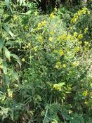 Divizna jižní rakouská (Verbascum chaixii subsp. austriacum)