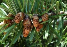 Douglaska tisolistá (Pseudotsuga menziesii)