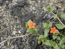 Drchnička rolní  (Anagallis arvensis)