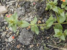 Drchnička rolní  (Anagallis arvensis)