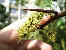 Dřezovec trojtrnný (Gleditsia triacanthos)