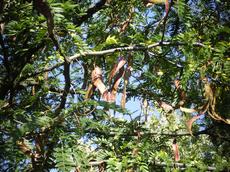 Dřezovec trojtrnný (Gleditsia triacanthos)