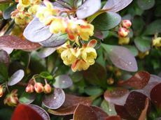 Dřišťál Thunbergův ´Atropurpurea´ (Berberis thunbergii ´Atropurpurea´)