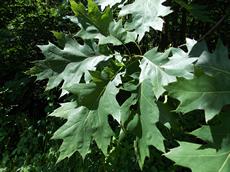 Dub červený (Quercus rubra)