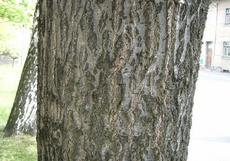 Dub červený (Quercus rubra)