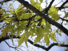 Dub zimní vrbolistý (Quercus petraea salicifolia)