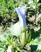 Durman obecný (Datura stramonium)