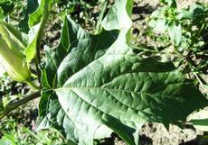 Durman obecný (Datura stramonium)