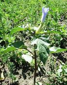 Durman obecný (Datura stramonium)