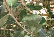 Fejchoa sellowiana (Feijoa sellowiana)