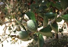 Fejchoa sellowiana (Feijoa sellowiana)