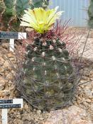 Ferocactus hamatacanthus (Ferocactus hamatacanthus)