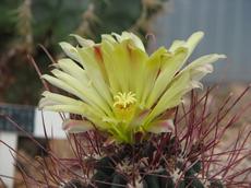 Ferocactus hamatacanthus (Ferocactus hamatacanthus)